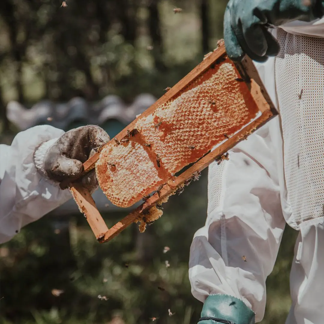 Beeswax in Natural Skincare: Everything You Need to Know Natural Skincare Ingredients