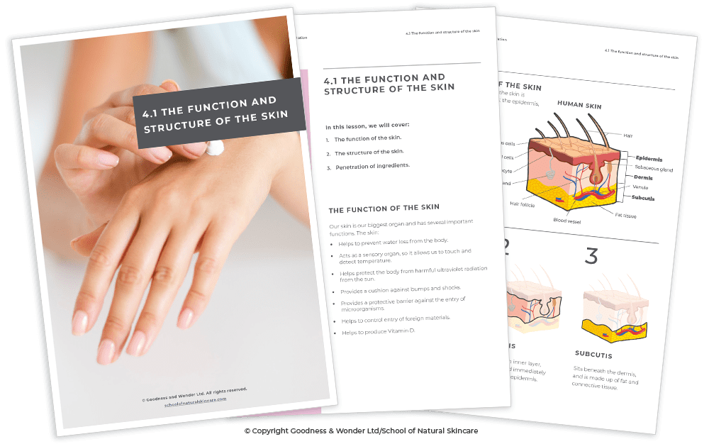 Learning skin anatomy & physiology: the key to formulating for different skin types Getting started Skincare Formulation Studying