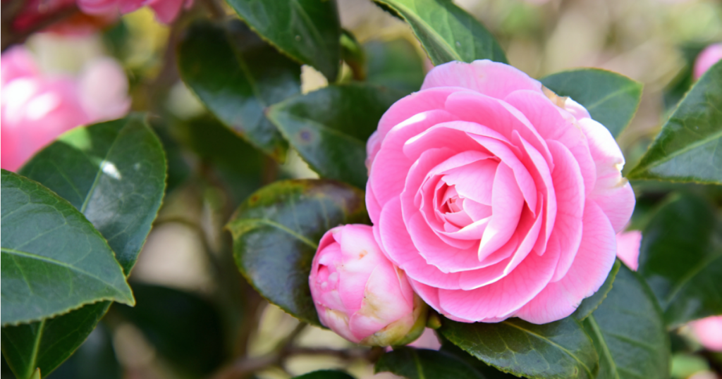 Natural anti-aging skincare secrets formulators swear by